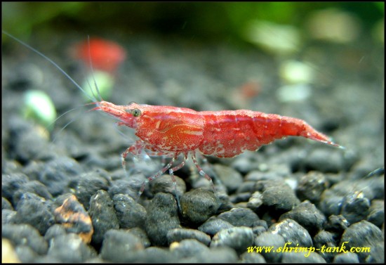 Young PFR shrimp
