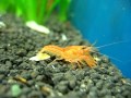 Young CPO in a shrimp tank