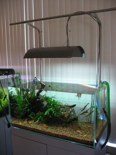 AquaInspiration. Low light planted tank, full shot