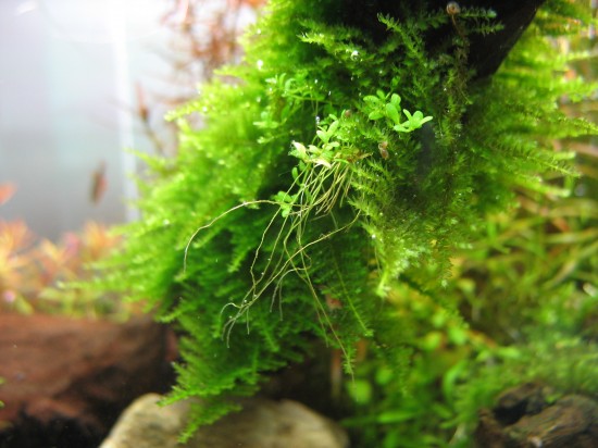 AquaInspiration. Mosses