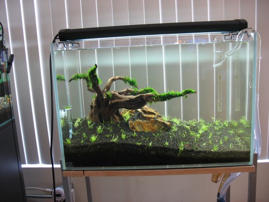 AquaInspiration. New planted tank with a hill