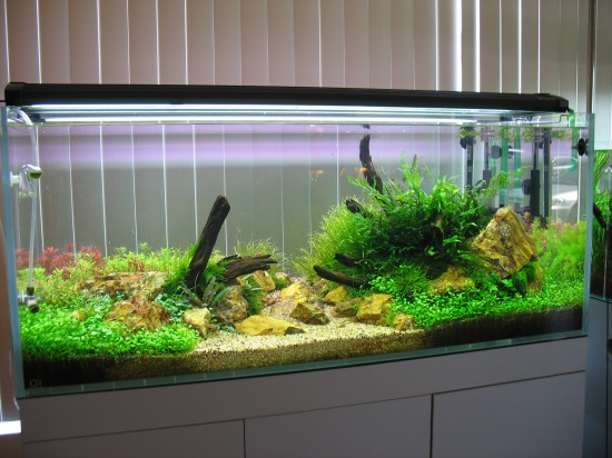 AquaInspiration. Planted tank with a river