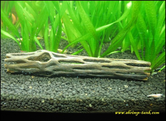 Cholla wood in a shrimp tank