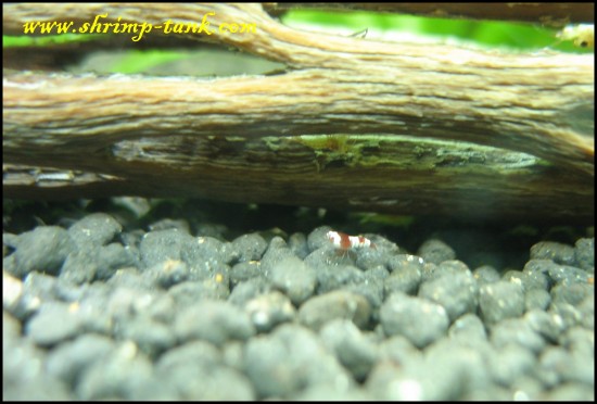 Crystal red shrimplet