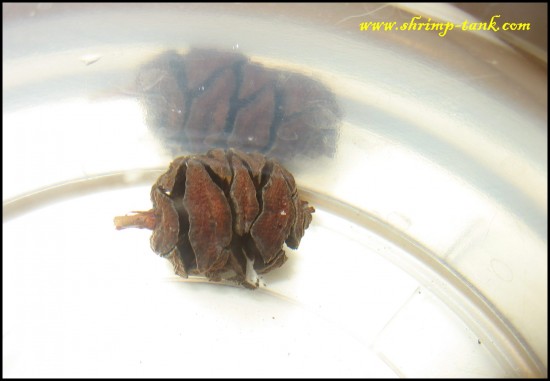 Shrimp-Tank. Alder cone itself