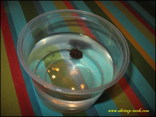 Shrimp-Tank. Alder cones in a box