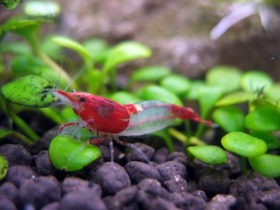 Shrimp-Tank. Red Rili Shrimp