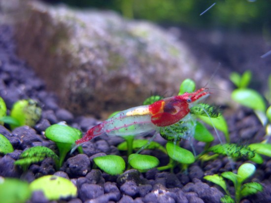 Shrimp-Tank. Red Rili Shrimp