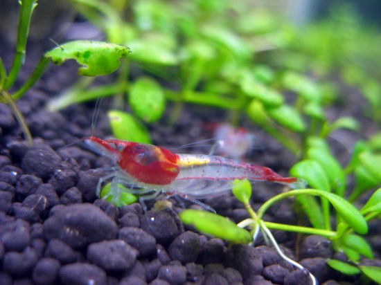 Shrimp-Tank. Red Rili Shrimp