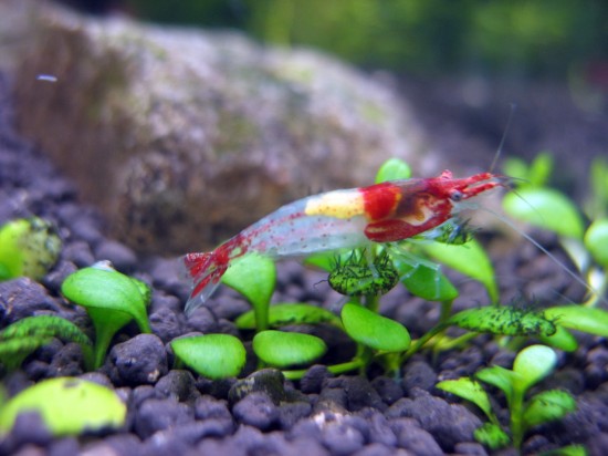 Shrimp-Tank. Red Rili Shrimp