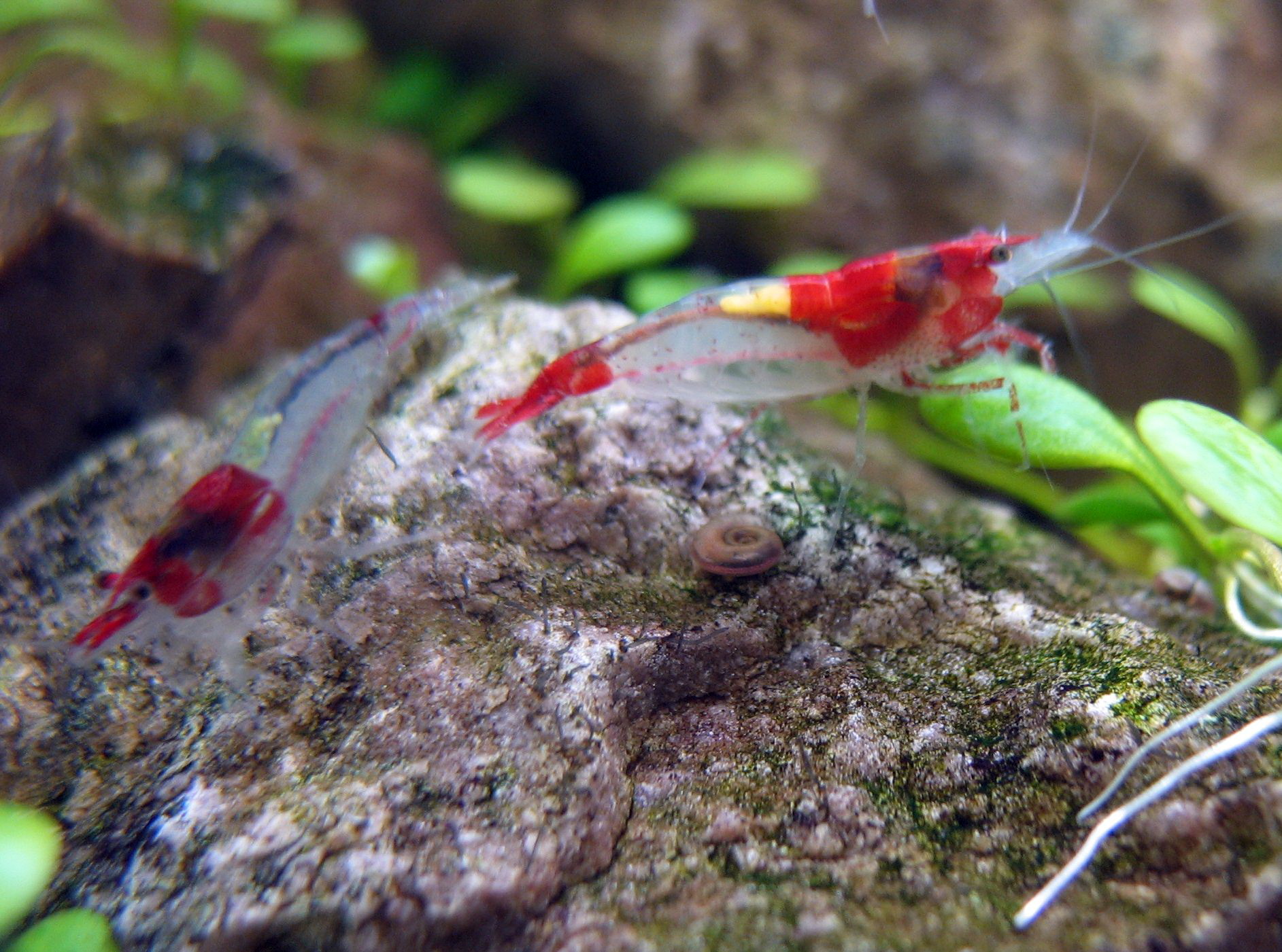 http://www.shrimptank.ca/wp-content/uploads/2011/06/Shrimp-Tank.-Red-Rili-Shrimp-5.jpg