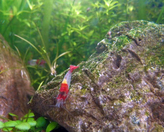 Shrimp-Tank. Red Rili Shrimp