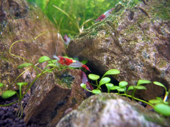 Shrimp-Tank. Red Rili Shrimp