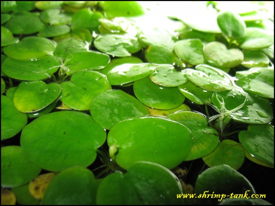 Shrimp-Tank.com Amazon frogbit. Live carpet