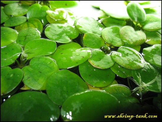 Shrimp-Tank.com Amazon frogbit. Live carpet