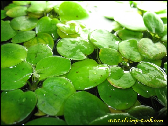 Shrimp-Tank.com Amazon frogbit. Live carpet