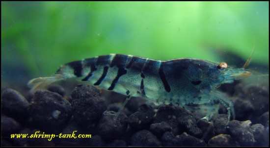 Orange eyed blue tiger shrimp