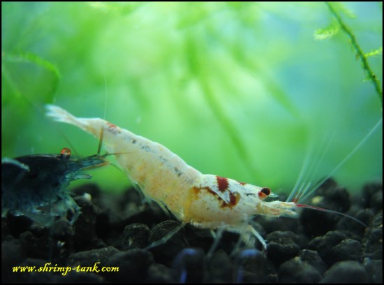 Shrimp-Tank.com SSS flower-head crystal red shrimp