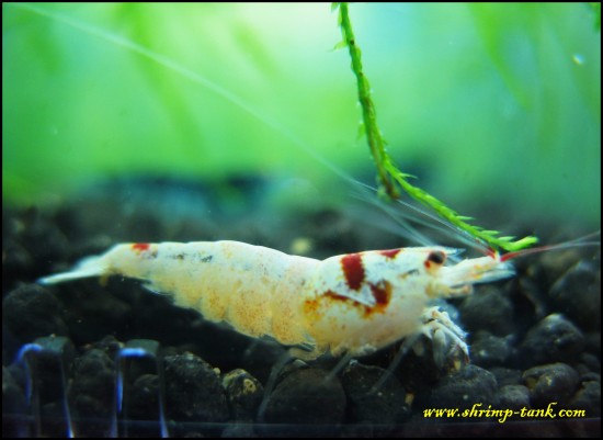 Shrimp-Tank.com SSS flower-head crystal red shrim