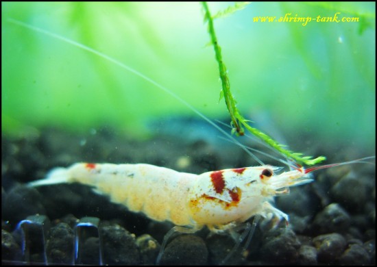 Shrimp-Tank.com SSS flower-head crystal red shrimp