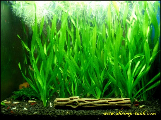 Shrimp-Tank.com Vallisneria corkscrew live plant