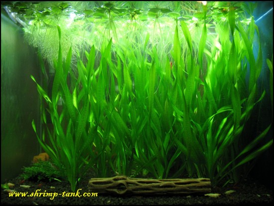 Vallisneria corkscrew in a shrimp tank