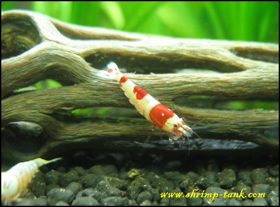 Crystal red shrimp SS-grade