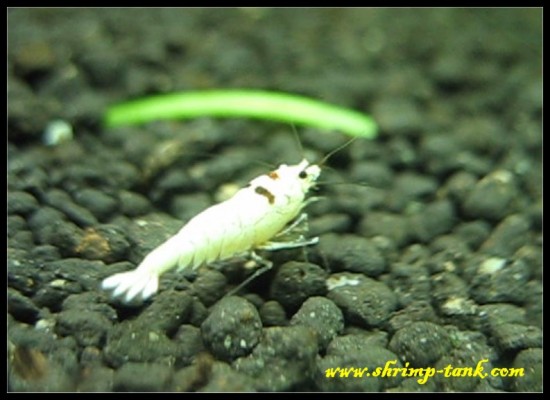 Young SSS-grade flower crystal black shrimp