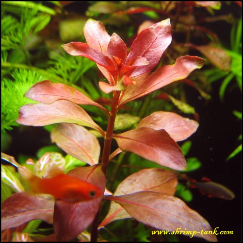 Shrimp-Tank.com Ludwigia repens "Rubin"