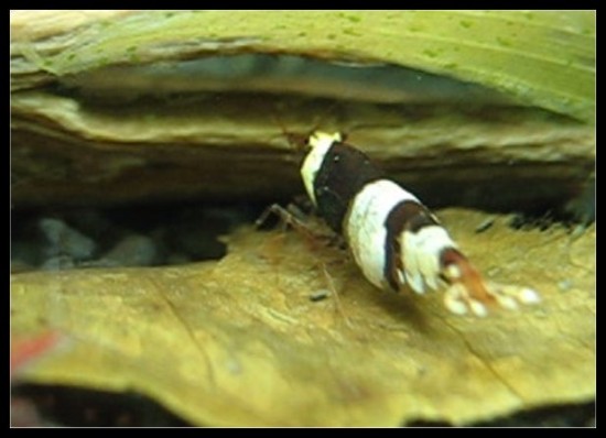 Pregnant crystal black shrimp