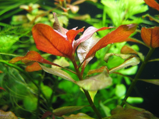 Shrimp-Tank.com Ludwigia repens 'Rubin'