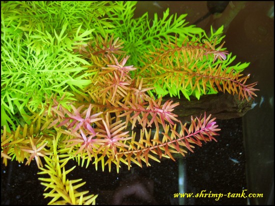 Rotala sp. Rotundifolia. in showball shrimps tank