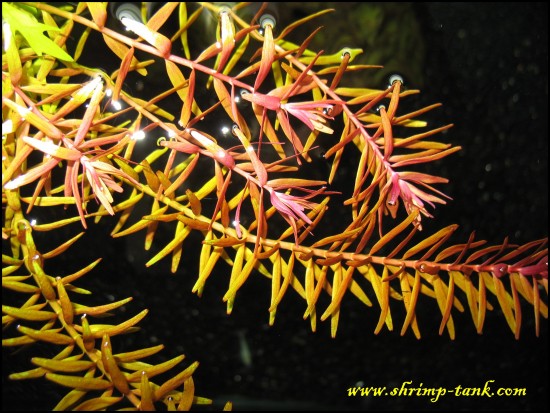 Rotala sp. Rotundifolia. in showball shrimps tank