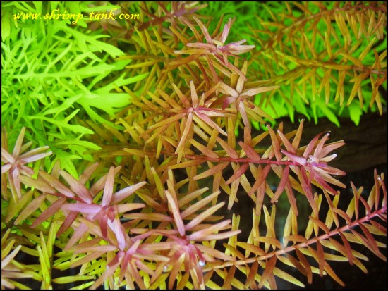 Rotala sp. Rotundifolia. in showball shrimps tank