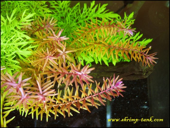 Rotala sp. Rotundifolia. in showball shrimps tank