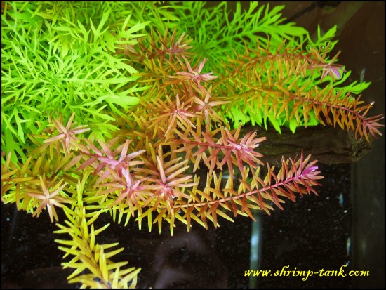 Rotala sp. Rotundifolia. in showball shrimps tank