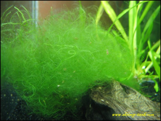Shrimp-Tank.com Thread or stringy algae