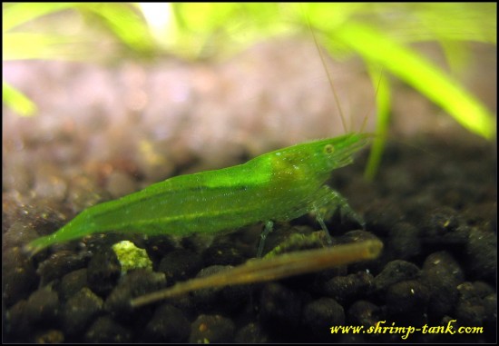 Shrimp-Tank.com Green babaulti young female shrimp-c