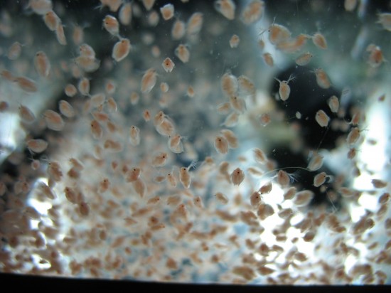 Shrimp-tank. Daphnia crowd  in a tank