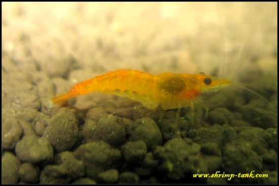 Shrimp-tank. Orange sakura shrimps male