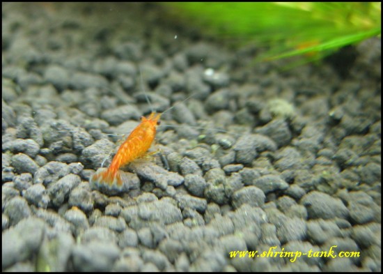 Shrimp-tank. Neoracidina heteropoda var orange