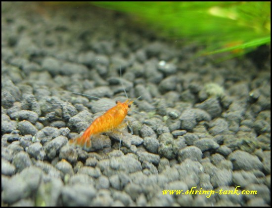 Shrimp-tank. Orange sakura shrimp