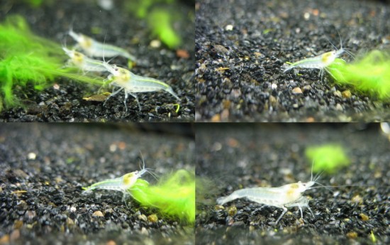 Shrimp-tank.com Snowball neocaridina shrimps collage