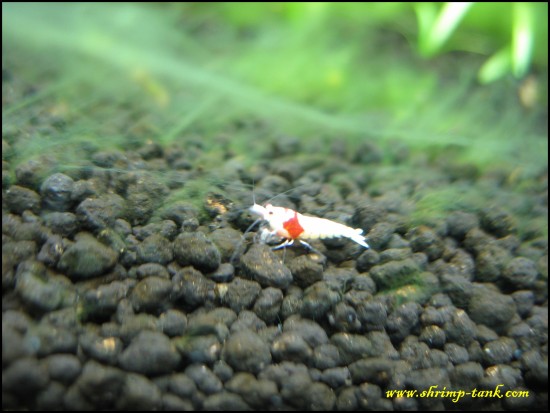 Shrimp-Tank. Young CRS SSS