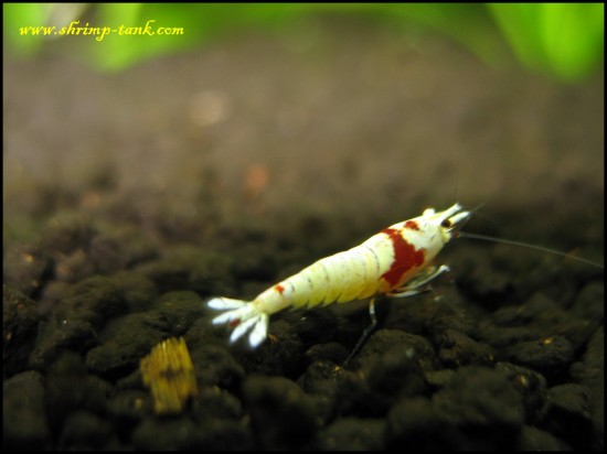 Shrimp-Tank.com SSS Grade CRS Mosura with Crown