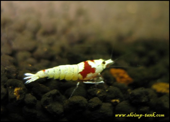 Shrimp-Tank.com SSS-grade crystal red  Mosura Crown-head shrimp