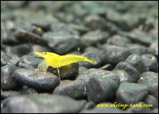 Shrimp-Tank.com Young golden yellow shrimp