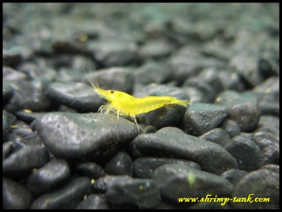 Shrimp-Tank.com Young golden yellow shrimp