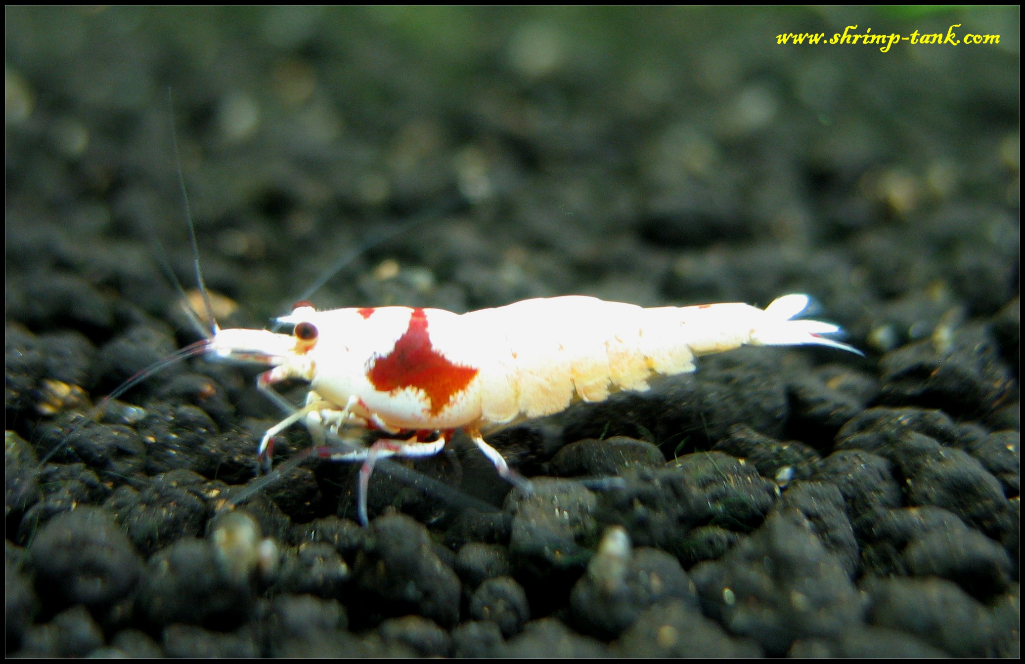 Two color pattern SSS-grade crystal red shrimps @ Shrimp Tank