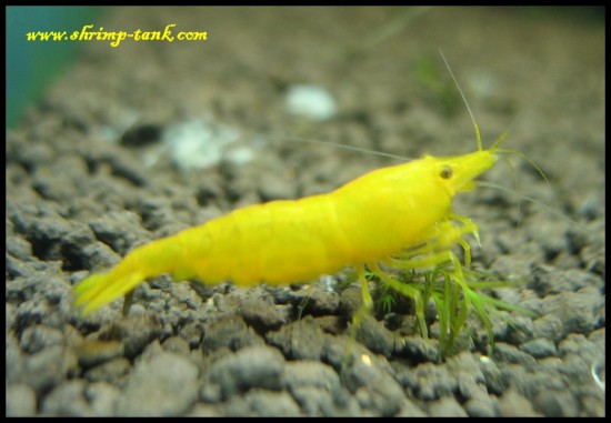 Shrimp-Tank.com Golden yellow neocaridina shrimp